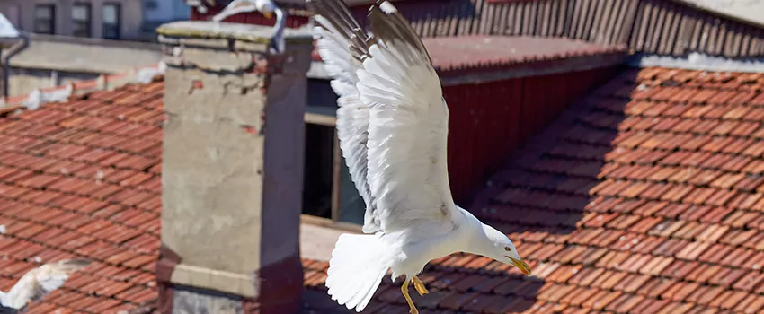 Residential Chimney Animal Removal Solution in Lindenwold, NJ