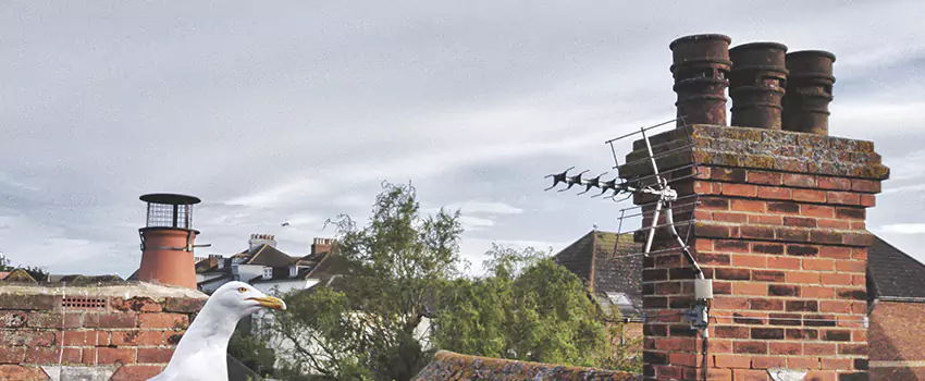 Chimney Cleaning And Restoration in Lindenwold, New Jersey
